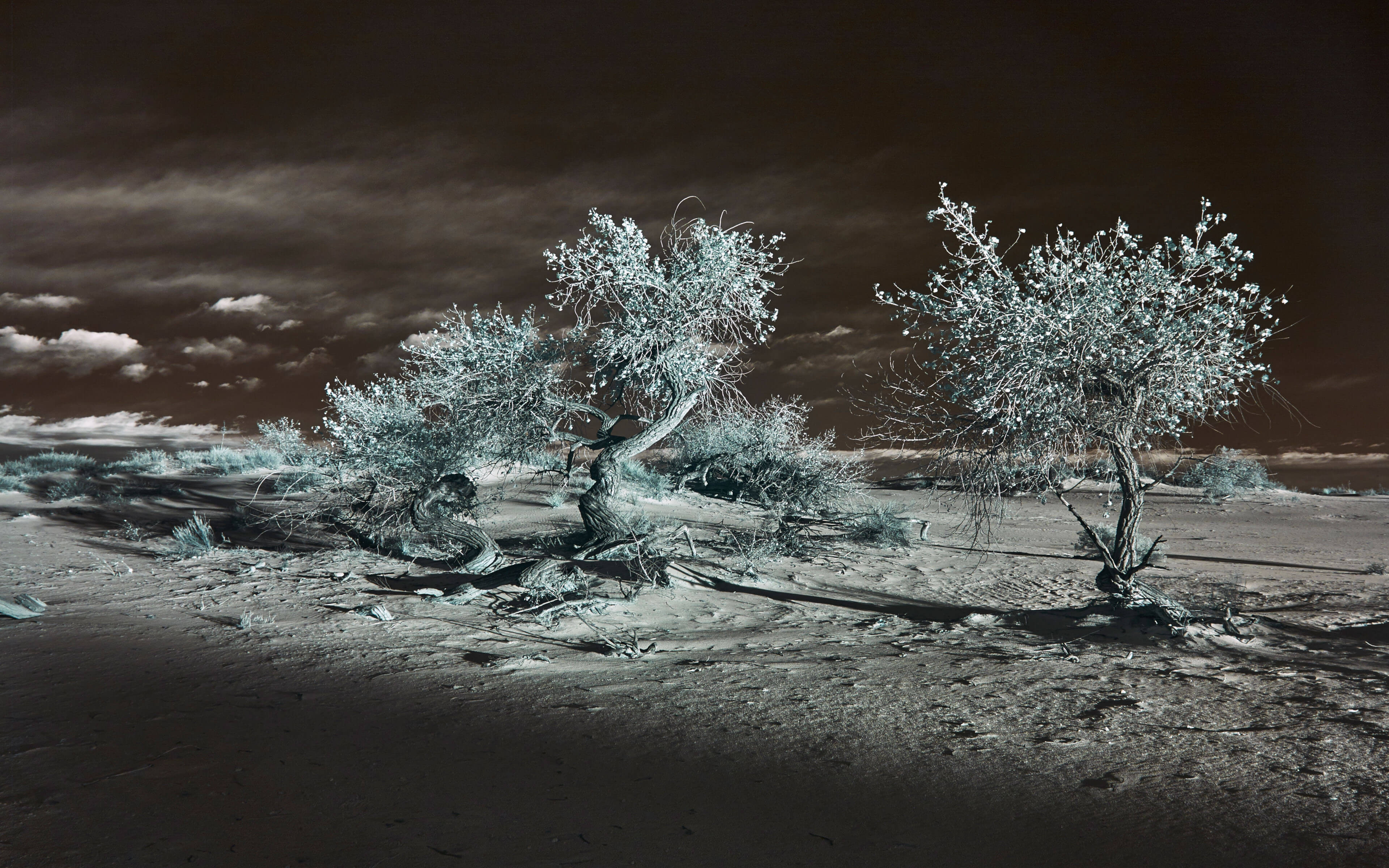 Trees and Shadows