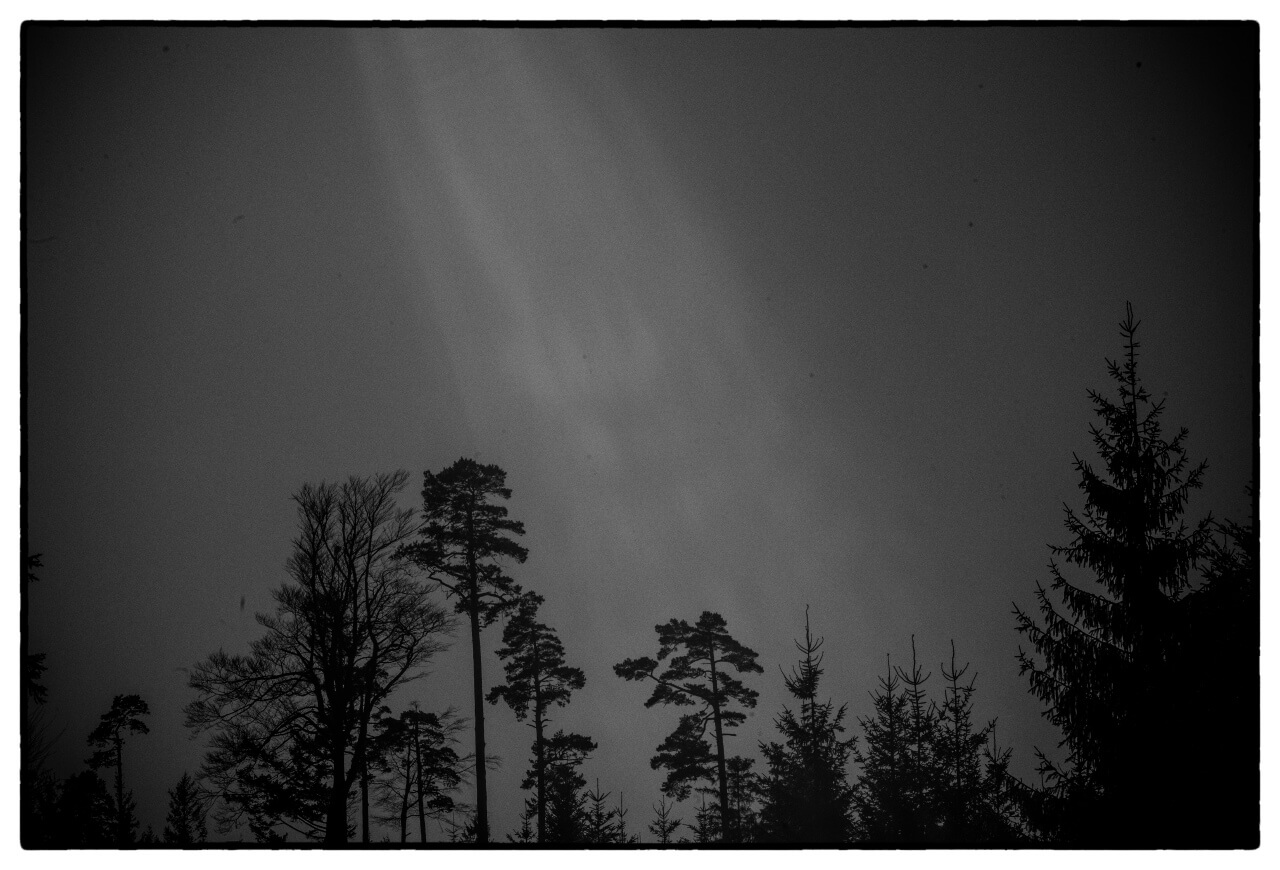 Black Forrest
