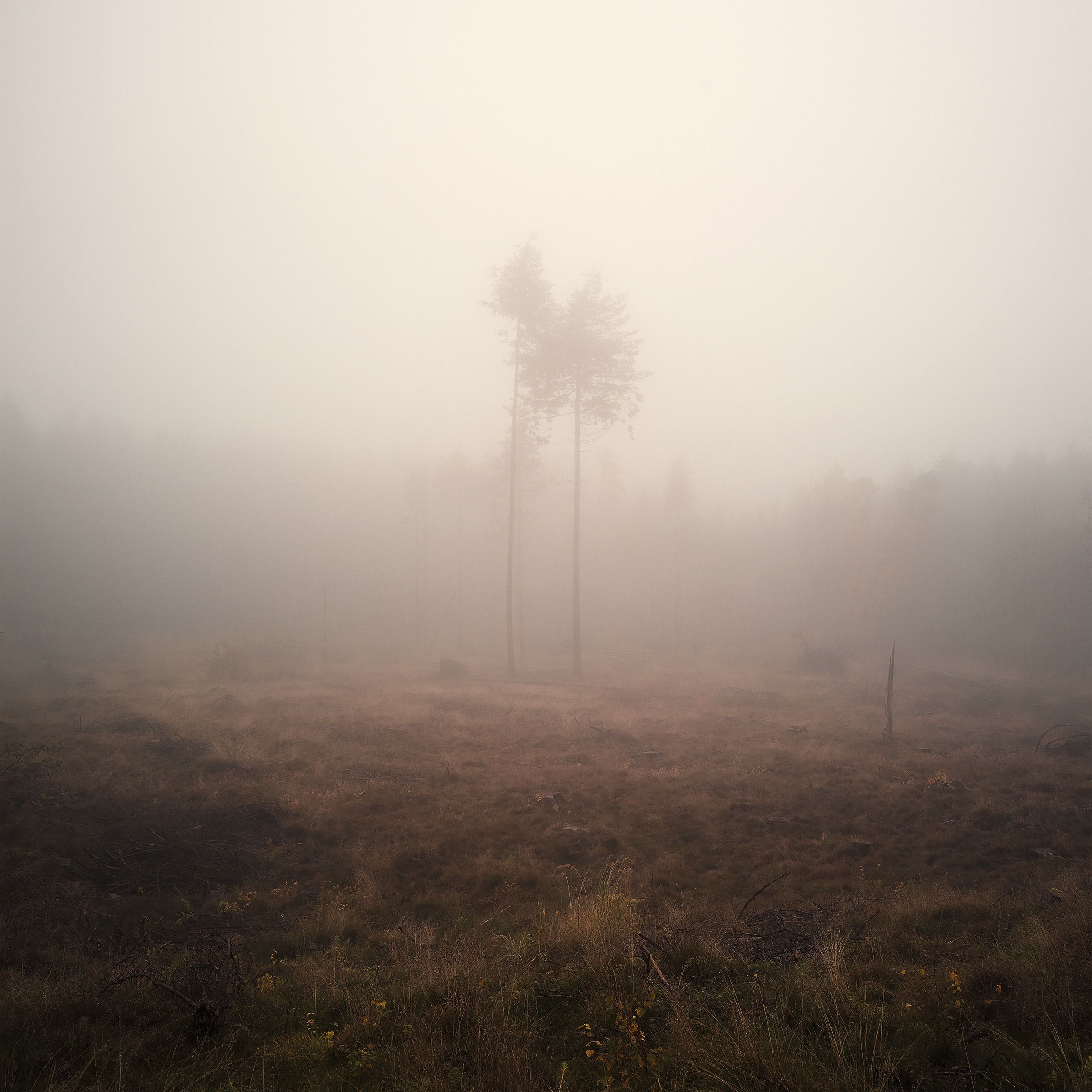 Landscape in Color