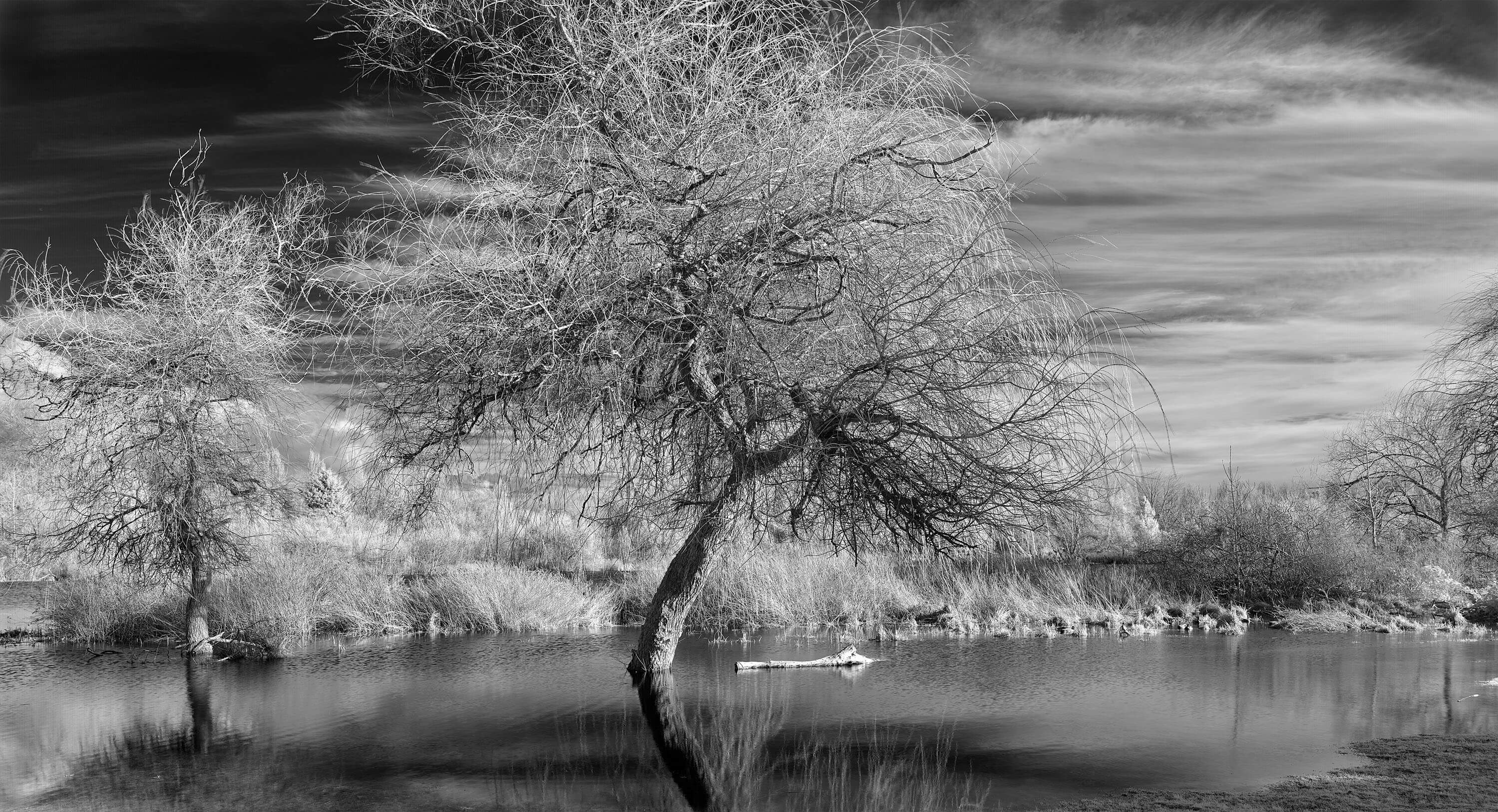 Trout Lake Series