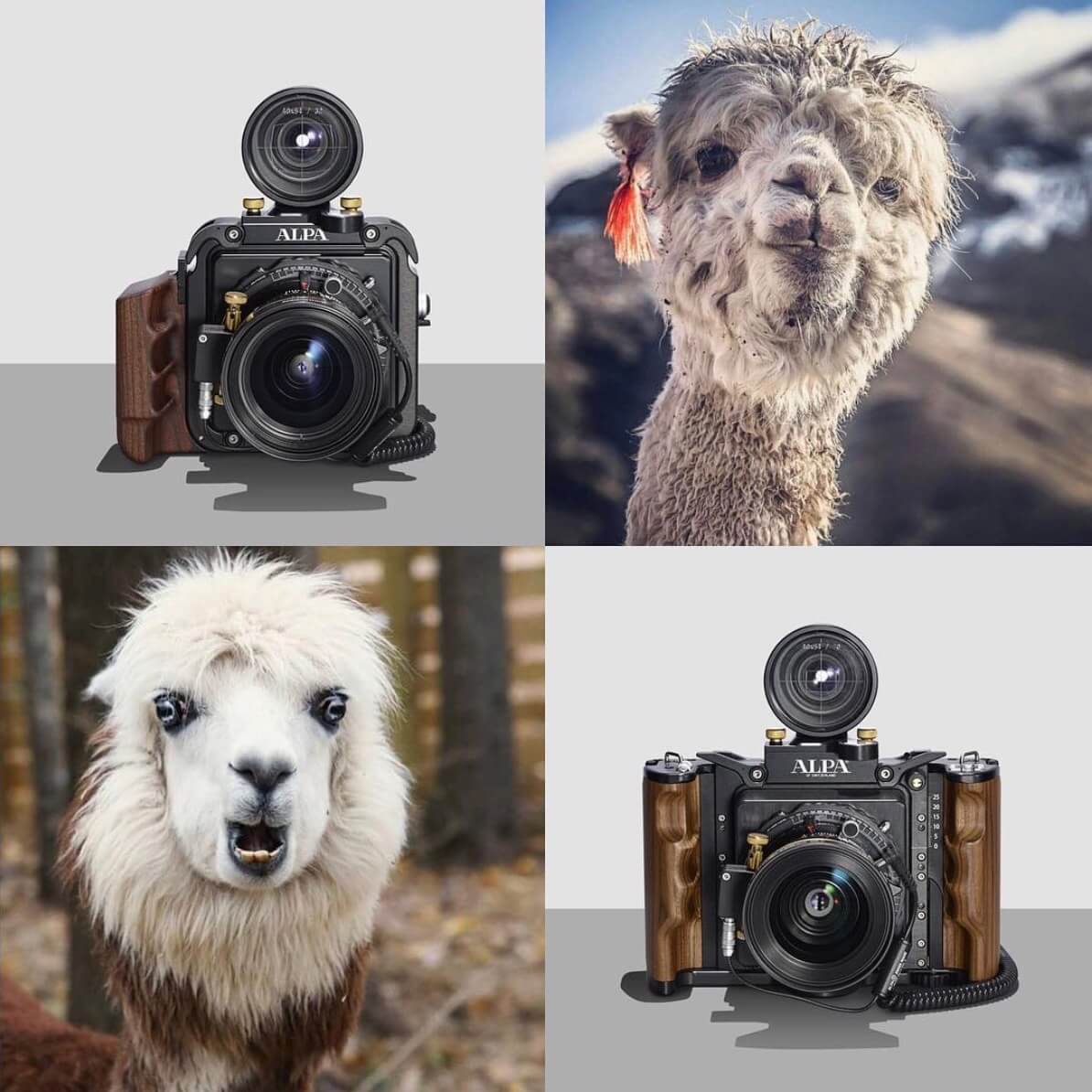 Dance with Alpacas and ALPAs